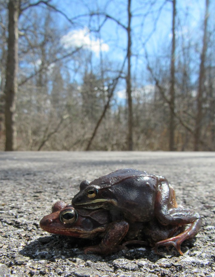 Wood Frogs